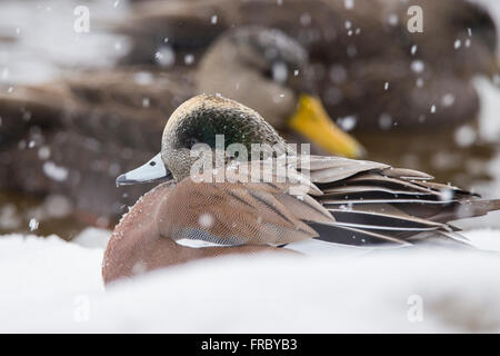 Männliche amerikanische Pfeifente (Anas Americana) in Wintersturm Stockfoto