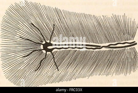 Der Fundus Oculi der Vögel, vor allem, da durch das Ophthalmoskop angesehen; eine Studie in der vergleichenden Anatomie und Physiologie (1917) Stockfoto