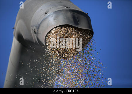 Weizen entladen Detail nach der mechanischen Ernte auf dem Land Stockfoto