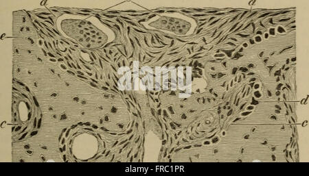 Die Elemente der pathologischen Histologie mit besonderer Berücksichtigung der praktischen Methoden (1895) Stockfoto