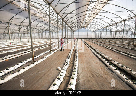 Bio-Tomaten-Plantage in Hightech-Gewächshaus in die Landschaft Stockfoto