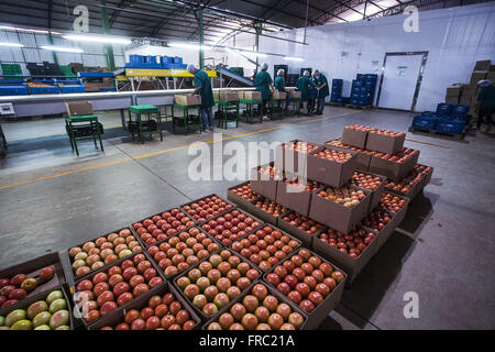 Auswahl und Verpackung von Bio-Tomaten in der Industrie im Landhaus Stockfoto