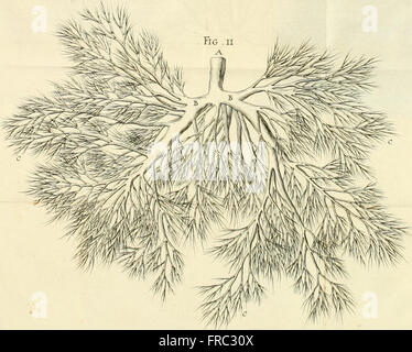 Theodori Kerckringii, Doctoris Medici Opera Omnia Anatomica - Continentia Specilegium Anatomicum, Osteogeniam Foetuum, nec non Anthropogeniae Ichnographiam - Accuratissimis Figuris Aeri Incisis