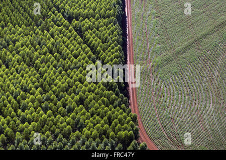 Luftaufnahme von Eukalyptus-Plantagen für die Papierindustrie und neu gepflanzt Mais Stockfoto