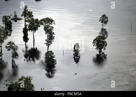 Vista Aérea de Árvores Alagadas Durante eine Cheia tun Rio Amazonas Stockfoto