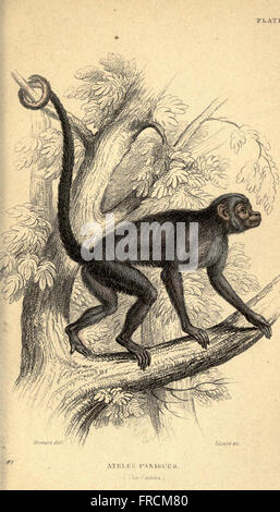 Diese Platte zeigt Abbildungen verschiedener Affenarten und bietet detaillierte Darstellungen ihrer physischen Eigenschaften und Verhaltensweisen. Stockfoto