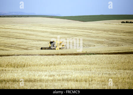 Colheita Mecanizada de Trigo Na Zona ländlichen Stockfoto