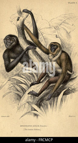 Diese Platte zeigt Abbildungen verschiedener Affenarten, die ihre physischen Eigenschaften, Lebensräume und Verhaltensweisen zeigen. Das Kunstwerk bietet eine visuelle Untersuchung von Primaten und trägt zum Verständnis ihrer Klassifizierung und Naturgeschichte bei. Stockfoto