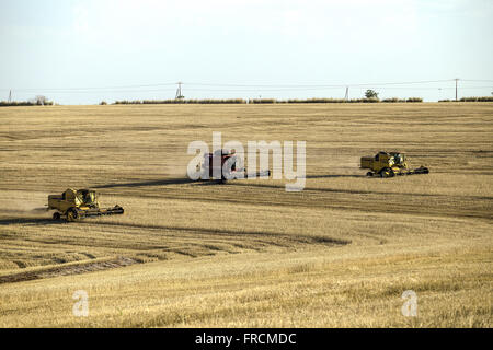 Colheita Mecanizada de Trigo Na Zona ländlichen Stockfoto