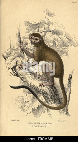 Diese Illustration (Platte 23) konzentriert sich auf die Untersuchung von Affen und zeigt verschiedene Arten und ihre Eigenschaften. Sie bietet einen detaillierten Einblick in die Anatomie und das Verhalten der Primaten. Stockfoto