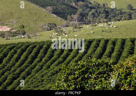 Kaffeeplantage und Schaffung von Nelore-Rinder auf dem Lande Stockfoto