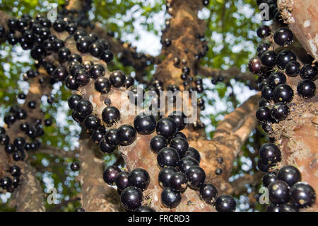 Stamm Jabuticabeira mit reifen Früchten - Myciaria cauliflora Stockfoto