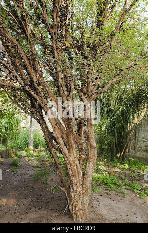 Stamm Jabuticabeira mit reifen Früchten - Myciaria cauliflora Stockfoto