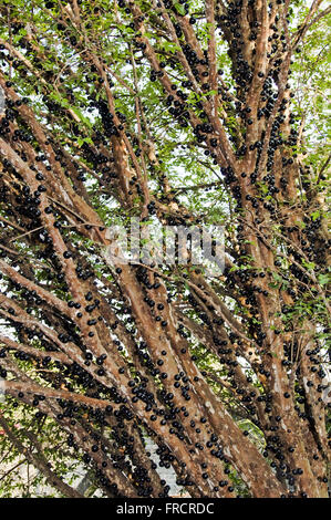 Stamm Jabuticabeira mit reifen Früchten - Myciaria cauliflora Stockfoto