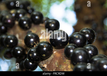 Stamm Jabuticabeira mit reifen Früchten - Myciaria cauliflora Stockfoto