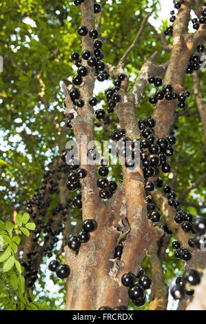 Stamm Jabuticabeira mit reifen Früchten - Myciaria cauliflora Stockfoto