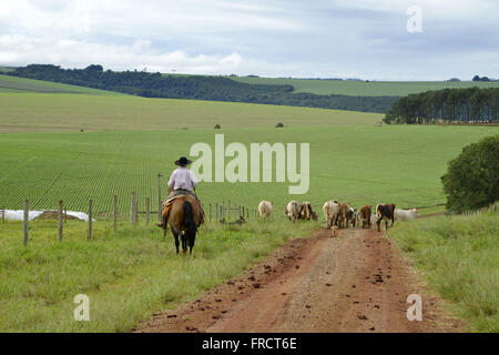 Ritter spielen Mischling Rinder auf einer unbefestigten Straße in der Landschaft Stockfoto