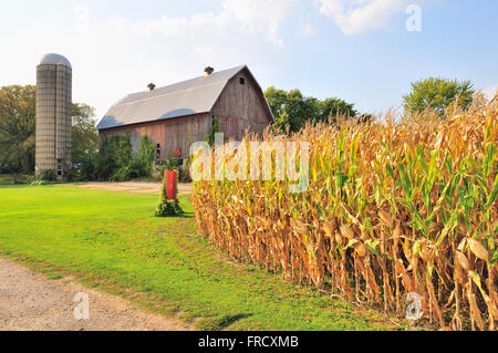 Ein Browning, sehr reifes Maisernte erwartet Ernte im frühen Herbst auf einem nordöstlichen Illinois Bauernhof. Illinois, USA. Stockfoto