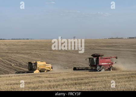 Colheita Mecanizada de trigo Stockfoto