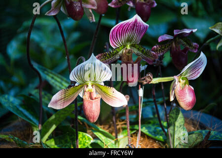 Lady Slipper Orchideen im Orchideengarten, Singapore Botanic Gardens Stockfoto