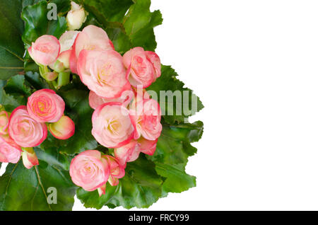 Begonie Blüte isoliert auf weißem Hintergrund Stockfoto