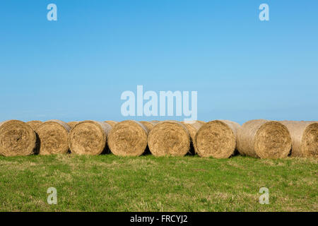 Heuballen in Nachmittagssonne gegen Horizont Landschaft Stockfoto