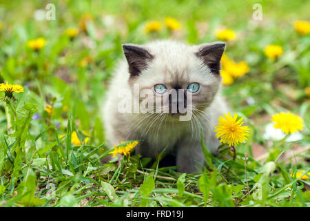 Kleines Kätzchen zu Fuß in Löwenzahn Rasen Stockfoto