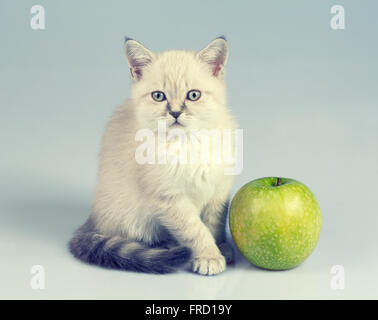 Studioportrait von kleinen Kätzchen mit grünem Apfel Stockfoto