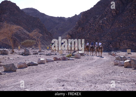 Gruppe von Touristen reiten Kamele am Eingang Nachal Shlomo oder Salomo von Wadi in Eilat Berge Natur Reserve im Süden Israels, innerhalb der südlichen Wüste Negev Stockfoto