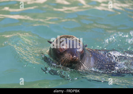 Schwimmen-Siegel im Abel Tasman National Park, Neuseeland Stockfoto