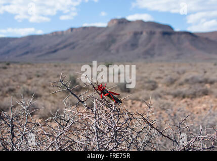 Gemeinsamen Seidenpflanze Locust (Phymateus Morbillosus) Stockfoto