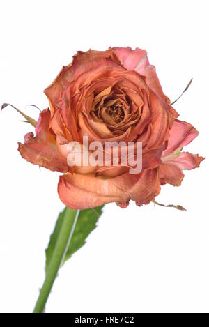 Einzelne trocken Rose isoliert auf weißem Hintergrund Stockfoto