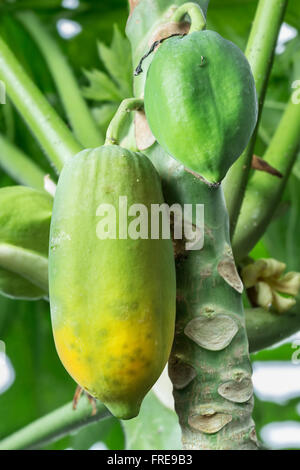 Unreife Papaya Frucht am Baum. Stockfoto