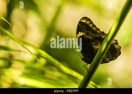 Achilles Morpho Schmetterling auf Ast im Sonnenschein Stockfoto
