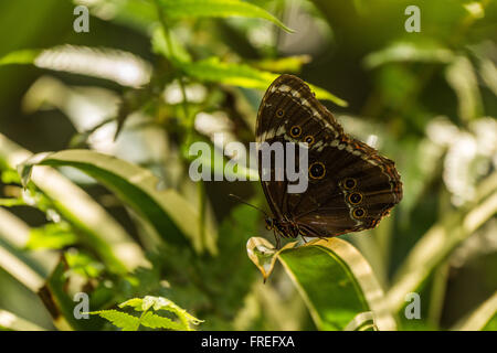 Achilles Morpho Schmetterling thront auf bunte Blatt Stockfoto