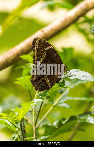 Achilles Morpho Schmetterling gehockt grünes Blatt Stockfoto