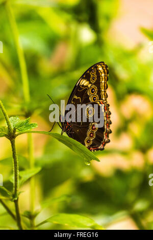 Morpho Achilles mit Flügeln auf Blatt angehoben Stockfoto