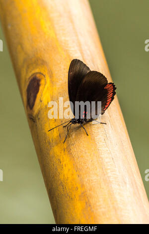 Roter Rand Schmetterling thront auf hölzernen Schienen Stockfoto