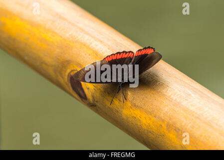 Roter Rand Schmetterling gehockt Holzgeländer Stockfoto