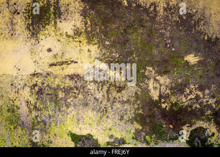 Moos, einer kleinen Insel an der Wand. Die Wände sind feucht und Alter. Stockfoto