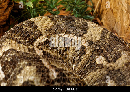 Schlange im Terrarium - Gabun viper Stockfoto