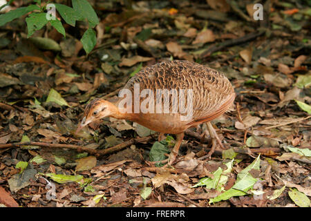 Südamerika Brasilien Parana Foz do Iguacu Parque Das Aves Red-Winged Tinamou Rhynchotus saniert Bodenwohnung Vögel im park Stockfoto