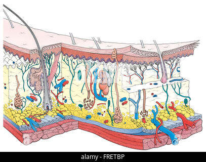 Querschnitt-Darstellung der menschlichen Haut Stockfoto
