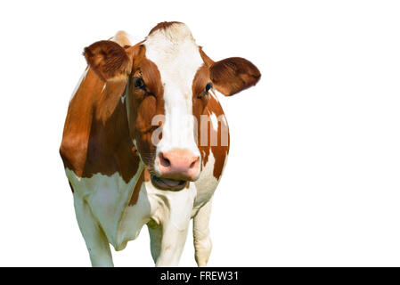 Holstein Kuh isoliert Stockfoto