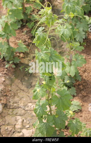 Momordica Charantia, PUSA Aushadi Karela, Bittergourd, eine Sorte an Indian Agricultural Research Institute entwickelt Stockfoto