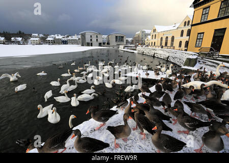 Schwäne und Gänse auf dem zugefrorenen See Tjörnin, Rathaus von Reykjavik. Reykjavik, Island Stockfoto