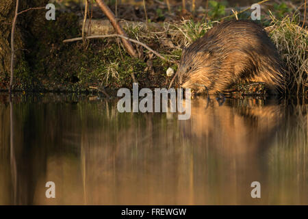 Bisamratte / Bisamratte (Ondatra Zibethicus) eingeführten Arten, sitzt neben einem Fluss im besten Licht, Essen einige grün. Stockfoto