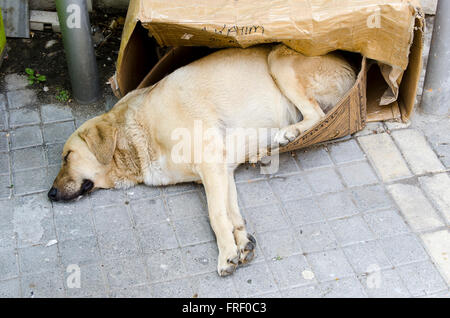 Hund von der Straße auf der Straße in einem Karton. Stockfoto