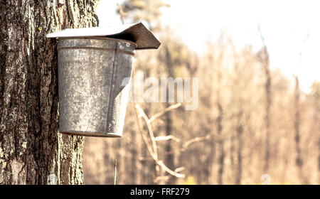 Ein SAP-Eimer an einem Ahornbaum in Temple, New Hampshire, USA. Diese Eimer benutzt wurde, Sap für Ahornsirup zu sammeln. Stockfoto
