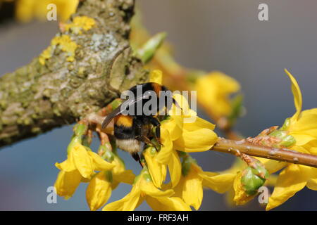 Eines der ersten Hummeln des Jahres, sitzen auf einer gelben Blüte, von der Sonne erwärmt. Stockfoto